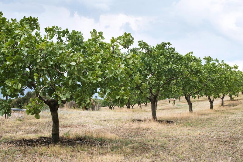 Comprar variedad pistacho Kerman - Vivero de Pistacho