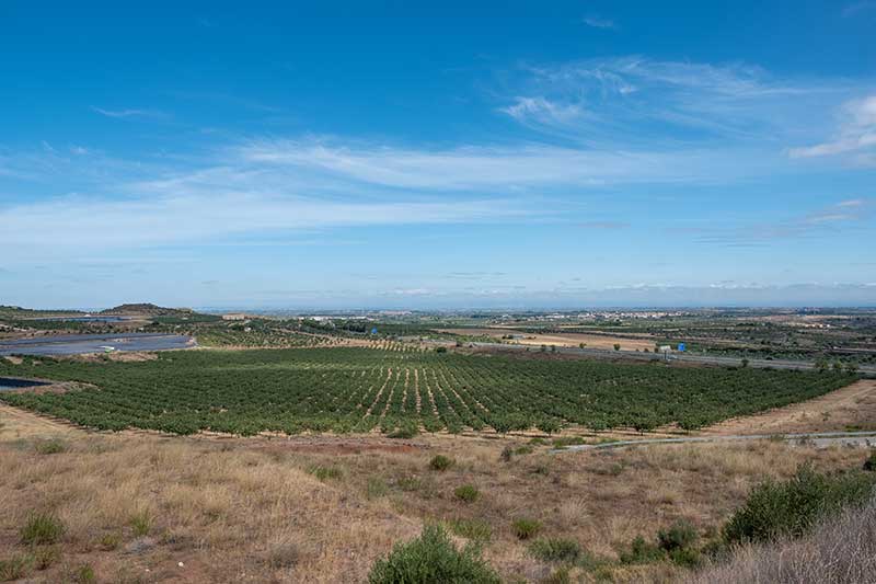 Donde plantar la variedad de pistacho Lost hills en España